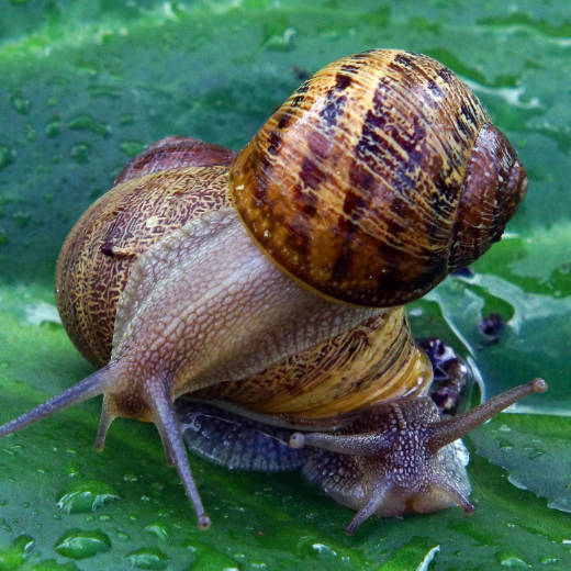 Délires patasexuels